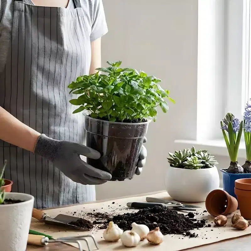Pots de pépinière transparents pour plantes avec soucoupes et trous de drainage